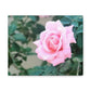 Focus on a Pink Rose | High Bloom Collection | Wall Art Print | Life By Ortavia