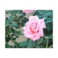 Focus on a Pink Rose | High Bloom Collection | Wall Art Print | Life By Ortavia
