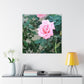 Focus on a Pink Rose | High Bloom Collection | Wall Art Print | Life By Ortavia