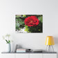Europeana Red Rose | Wall Art Print | High Bloom Collection | Life By Ortavia