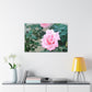 Focus on a Pink Rose | High Bloom Collection | Wall Art Print | Life By Ortavia
