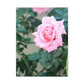 Focus on a Pink Rose | High Bloom Collection | Wall Art Print | Life By Ortavia