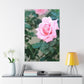 Focus on a Pink Rose | High Bloom Collection | Wall Art Print | Life By Ortavia