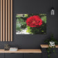 Europeana Red Rose | Wall Art Print | High Bloom Collection | Life By Ortavia