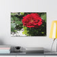 Europeana Red Rose | Wall Art Print | High Bloom Collection | Life By Ortavia