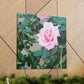 Focus on a Pink Rose | High Bloom Collection | Wall Art Print | Life By Ortavia