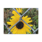 Sunflower Behind A Fence Canvas Gallery Wraps