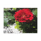 Europeana Red Rose | Wall Art Print | High Bloom Collection | Life By Ortavia