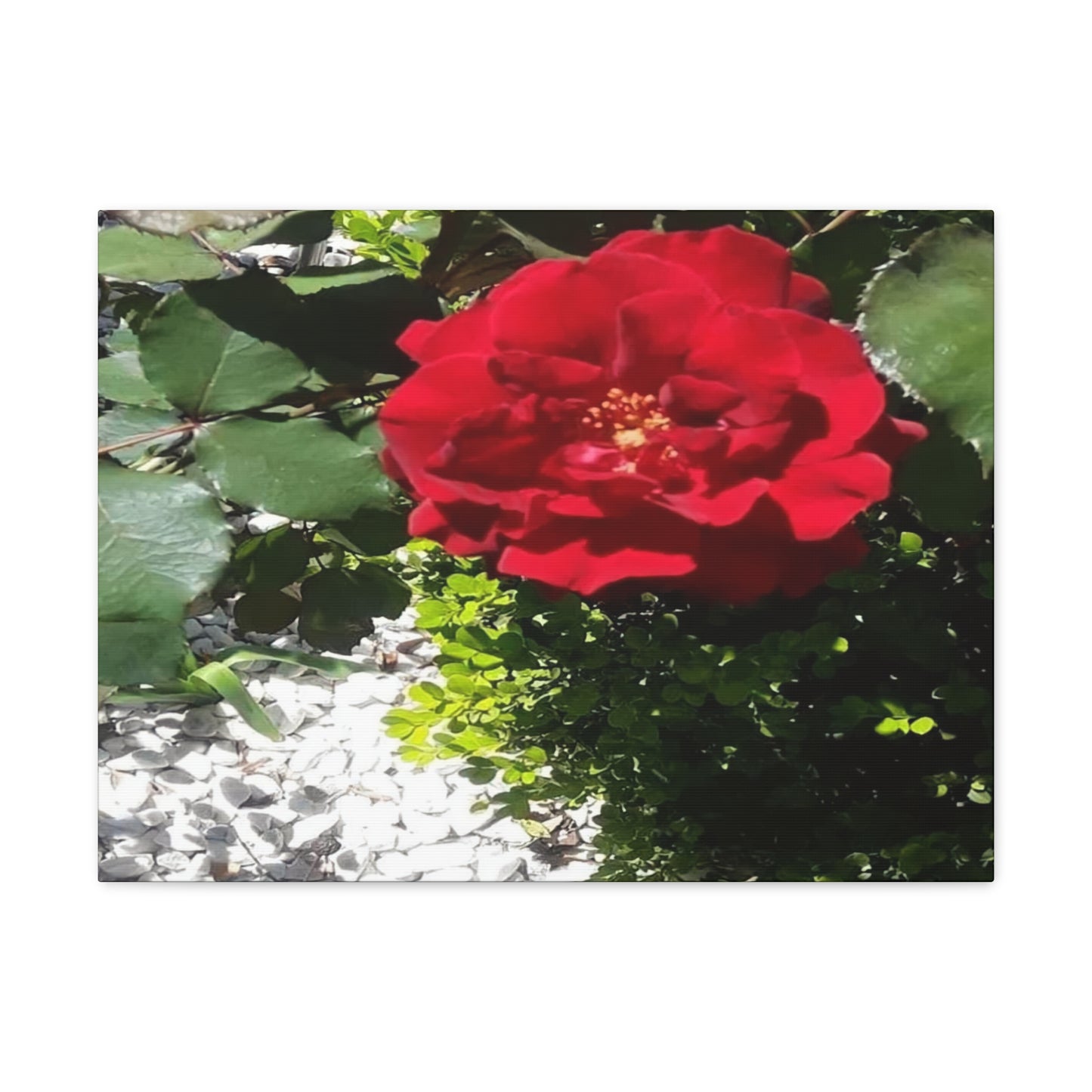 Europeana Red Rose | Wall Art Print | High Bloom Collection | Life By Ortavia