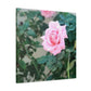 Focus on a Pink Rose | High Bloom Collection | Wall Art Print | Life By Ortavia