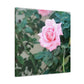 Focus on a Pink Rose | High Bloom Collection | Wall Art Print | Life By Ortavia