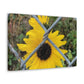 Sunflower Behind A Fence Canvas Gallery Wraps