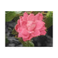Pink Flower On A Vine | Wall Canvas | Bloom Collection