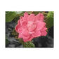 Pink Flower On A Vine | Wall Canvas | Bloom Collection