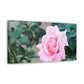 Focus on a Pink Rose | High Bloom Collection | Wall Art Print | Life By Ortavia
