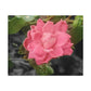 Pink Flower On A Vine | Wall Canvas | Bloom Collection