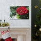 Europeana Red Rose | Wall Art Print | High Bloom Collection | Life By Ortavia