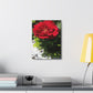 Europeana Red Rose | Wall Art Print | High Bloom Collection | Life By Ortavia