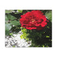 Europeana Red Rose | Wall Art Print | High Bloom Collection | Life By Ortavia