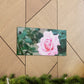 Focus on a Pink Rose | High Bloom Collection | Wall Art Print | Life By Ortavia