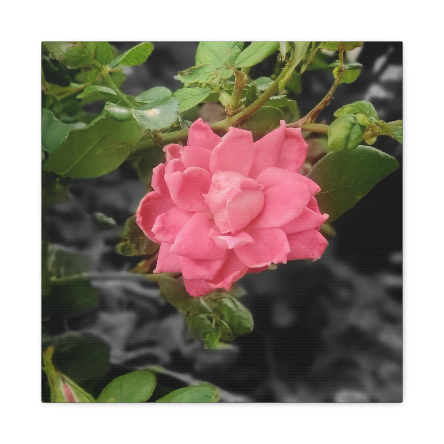 Pink Flower On A Vine | Wall Canvas | Bloom Collection