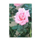 Focus on a Pink Rose | High Bloom Collection | Wall Art Print | Life By Ortavia