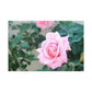 Focus on a Pink Rose | High Bloom Collection | Wall Art Print | Life By Ortavia