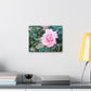 Focus on a Pink Rose | High Bloom Collection | Wall Art Print | Life By Ortavia