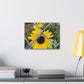 Sunflower Behind A Fence Canvas Gallery Wraps
