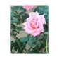 Focus on a Pink Rose | High Bloom Collection | Wall Art Print | Life By Ortavia