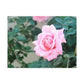 Focus on a Pink Rose | High Bloom Collection | Wall Art Print | Life By Ortavia
