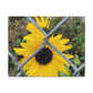 Sunflower Behind A Fence Canvas Gallery Wraps