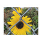 Sunflower Behind A Fence Canvas Gallery Wraps