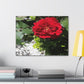 Europeana Red Rose | Wall Art Print | High Bloom Collection | Life By Ortavia