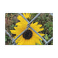 Sunflower Behind A Fence Canvas Gallery Wraps