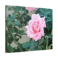Focus on a Pink Rose | High Bloom Collection | Wall Art Print | Life By Ortavia