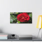 Europeana Red Rose | Wall Art Print | High Bloom Collection | Life By Ortavia