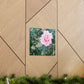 Focus on a Pink Rose | High Bloom Collection | Wall Art Print | Life By Ortavia