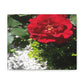 Europeana Red Rose | Wall Art Print | High Bloom Collection | Life By Ortavia