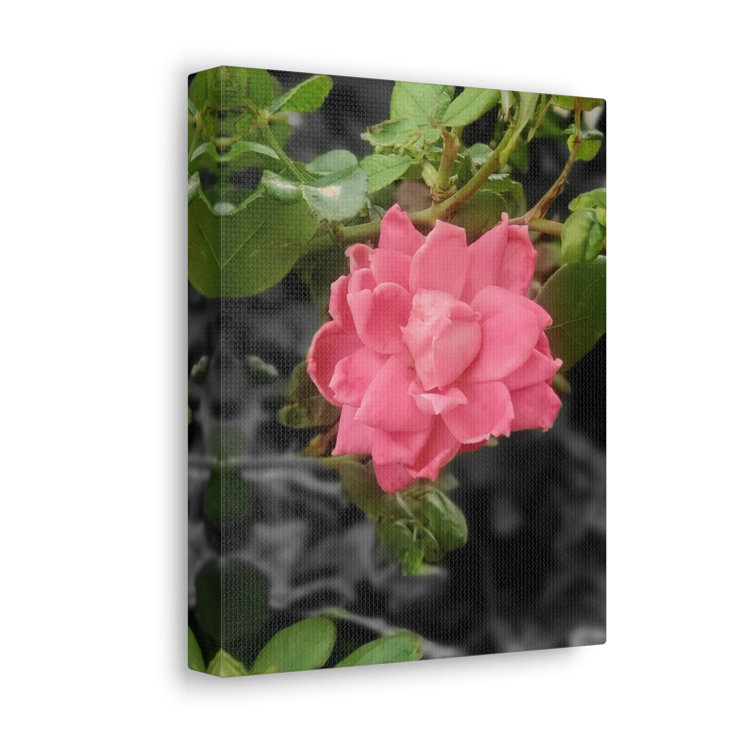 Pink Flower On A Vine | Wall Canvas | Bloom Collection