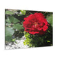 Europeana Red Rose | Wall Art Print | High Bloom Collection | Life By Ortavia