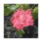 Pink Flower On A Vine | Wall Canvas | Bloom Collection