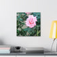 Focus on a Pink Rose | High Bloom Collection | Wall Art Print | Life By Ortavia