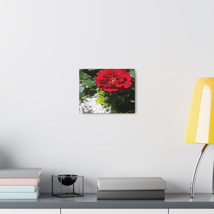 Europeana Red Rose | Wall Art Print | High Bloom Collection | Life By Ortavia