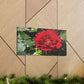 Europeana Red Rose | Wall Art Print | High Bloom Collection | Life By Ortavia