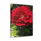 Europeana Red Rose | Wall Art Print | High Bloom Collection | Life By Ortavia