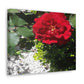 Europeana Red Rose | Wall Art Print | High Bloom Collection | Life By Ortavia