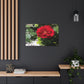 Europeana Red Rose | Wall Art Print | High Bloom Collection | Life By Ortavia