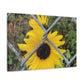 Sunflower Behind A Fence Canvas Gallery Wraps