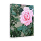 Focus on a Pink Rose | High Bloom Collection | Wall Art Print | Life By Ortavia